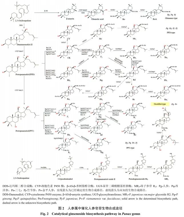 人参属药用植物种质资源研究进展(图7) 人参属药用植物种质资源研究进展(图8)