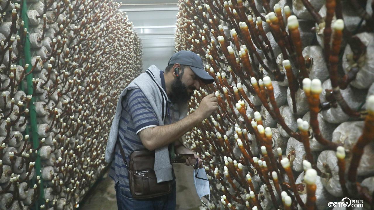 7个国家、23 名外国学员实地参观学习 共探“金伞伞”致富之道(图1)