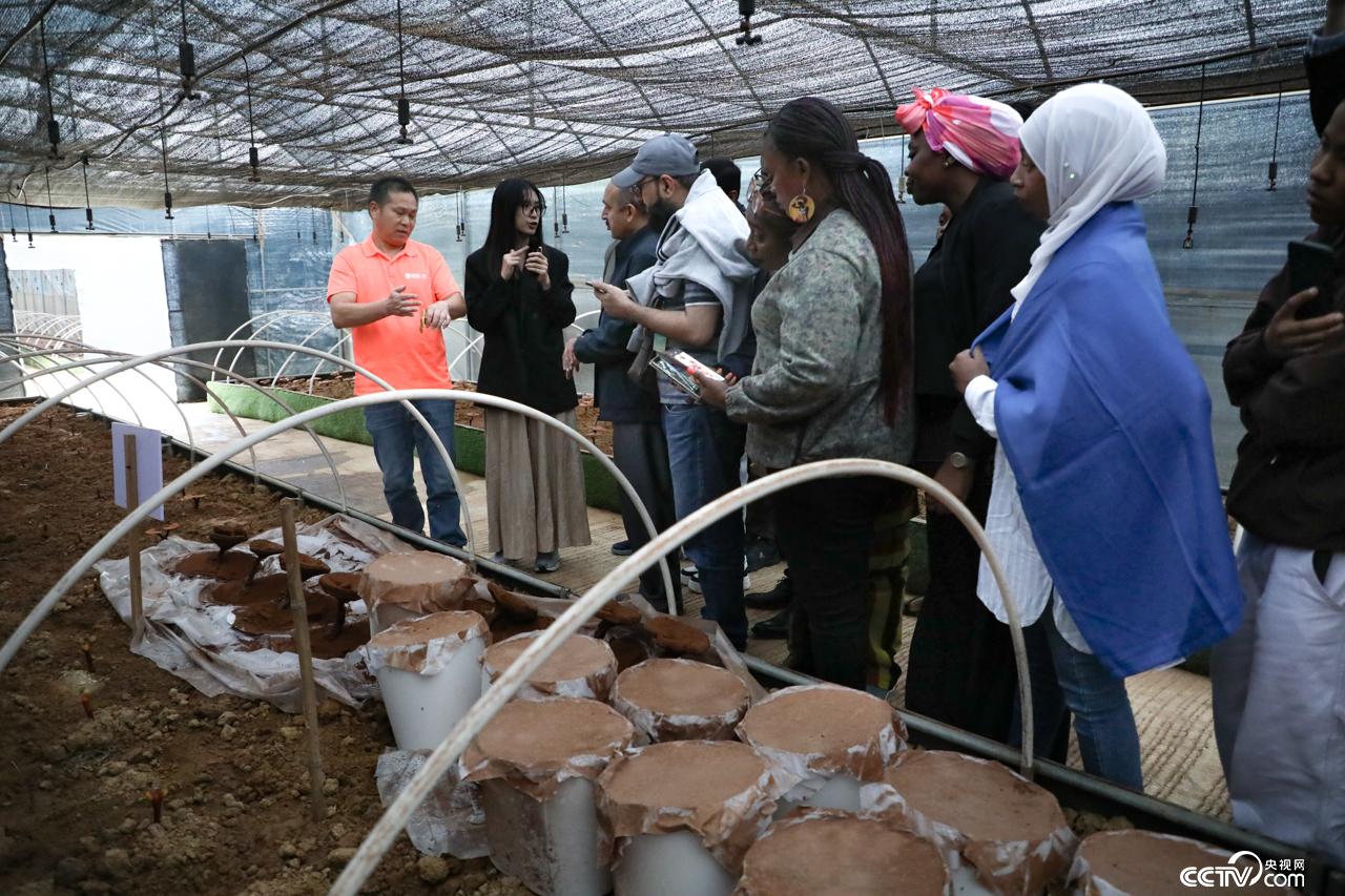 7个国家、23 名外国学员实地参观学习 共探“金伞伞”致富之道(图2)