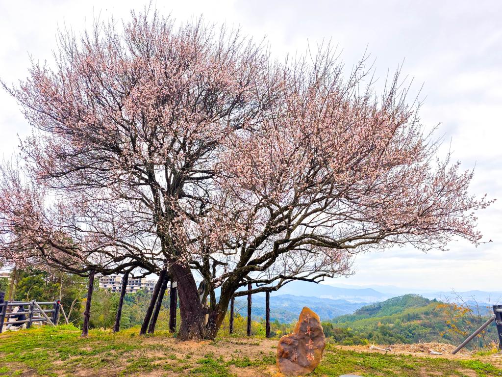 节令之美|小寒：梅开鸟归渚，桔红腊味香(图5)